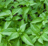 LEMON BASIL SEEDS 600+ ANNUAL herb GARDEN culinary SPICES  non-gmo FREE SHIPPING Garden Plants