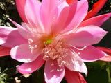 25+ SEEDS Epiphyllum Orchid Cactus LIBERTY SUPER ALF x TIJUANA BRASS free ship Orchids