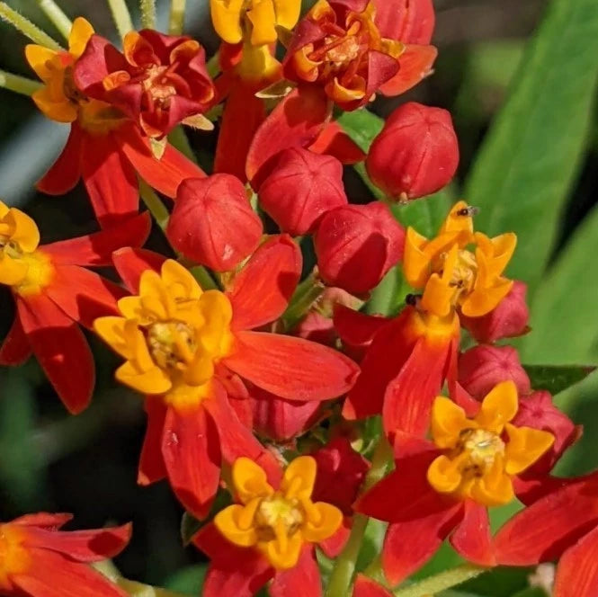 Milkweed live plant with red and yellow clusters of small flowers and green leaves