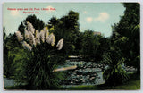 Pasadena California~Luscious Library Park~Pampas Grass & Lily Pond~1910 Postcard Pampas Grass