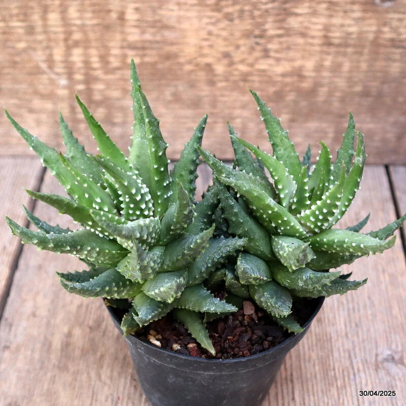 D1554 HAWORTHIA PUMILA pot10-H13-W18 cm MaMa Cactus Green Plant
