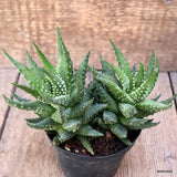D1554 HAWORTHIA PUMILA pot10-H13-W18 cm MaMa Cactus Green Plant