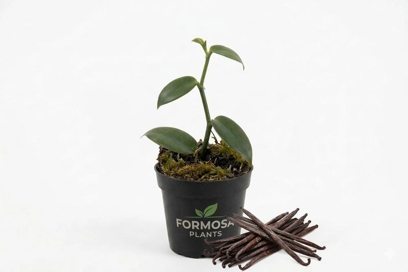 Live vanilla bean plant in black 2-inch pot, with green leaves and brown vine pods