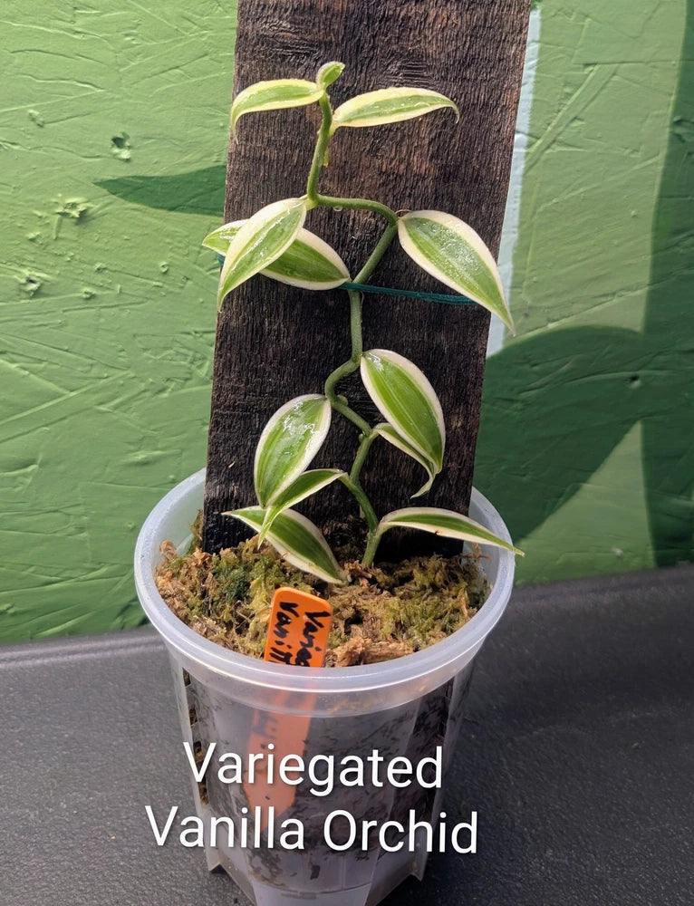 Potted variegated vanilla orchid with green leaves and stems in clear plastic pot