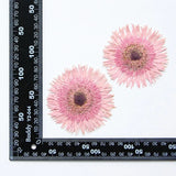 2PCS Real Pressed Dry daisy Flower, Large pink Flower Head for art FSS26 #1 Dried Flower