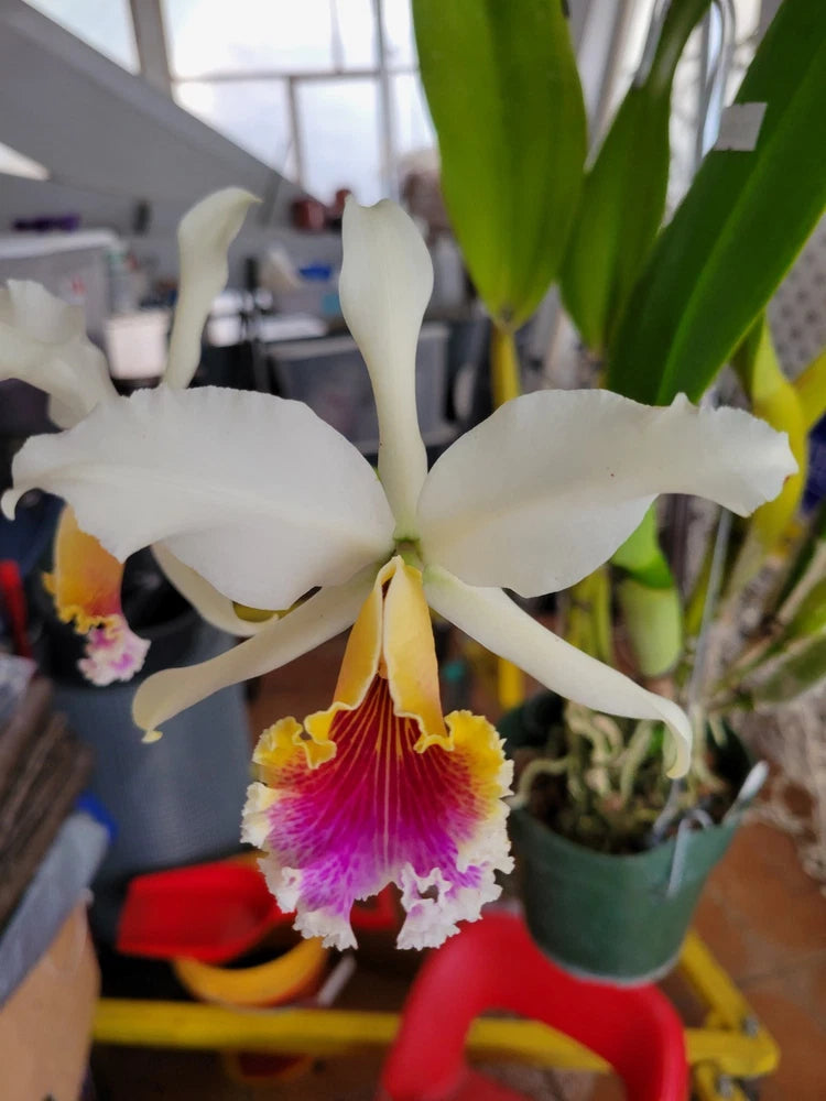 White and purple Cattleya orchid flower with yellow center