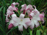 Crinum Lily, Peachblow Improved, jumbo blooming-size bulb -  VERY RARE Garden Plants