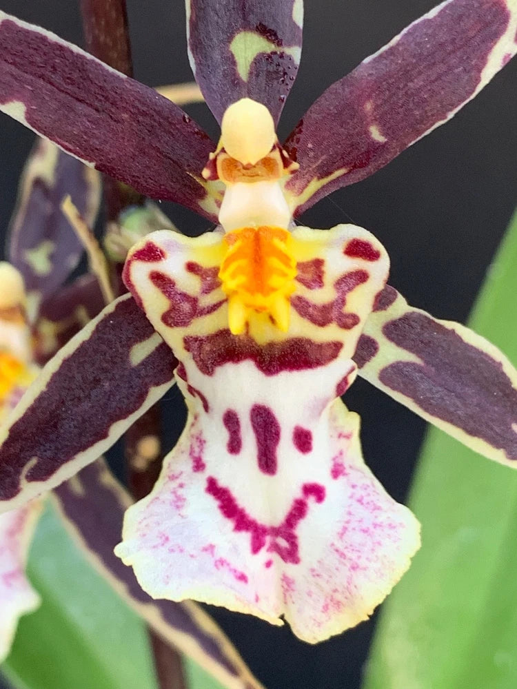 Purple orchid flower with cream-and-yellow center, spotted petals