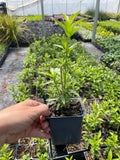 2 Night Blooming Jasmine in 3.5 inch pots....do not order in extreme weather Flowering Plants