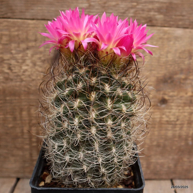 Cactus plant in pot, green spines with pink blooms