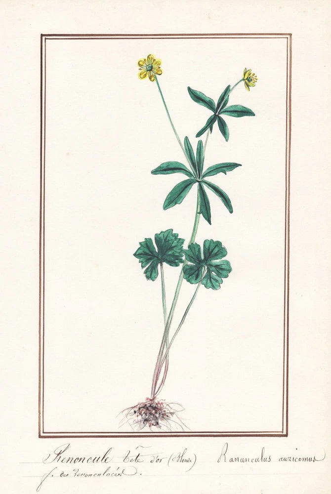 Buttercup Ranunculus Flower Botany Aquarell Drawing 1830 Ranunculus