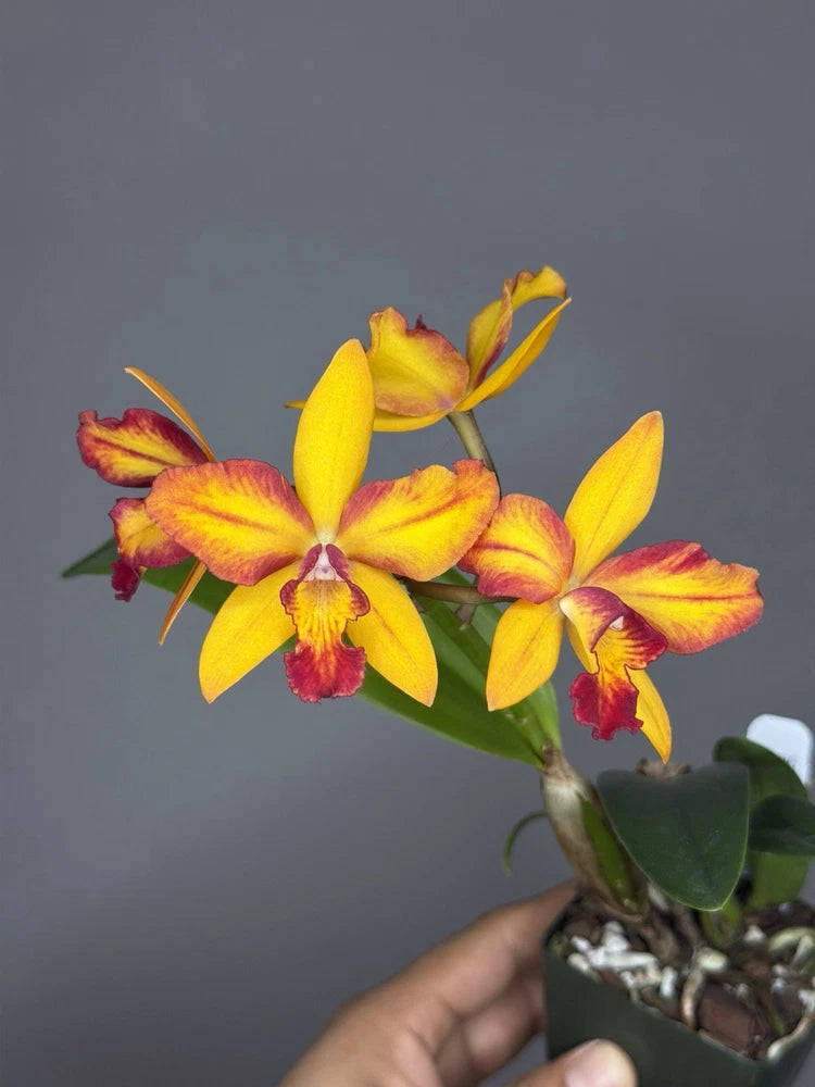 Yellow and red cattleya orchid with four blooms on a compact stem