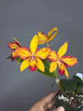 Yellow and red cattleya orchid with four blooms on a compact stem