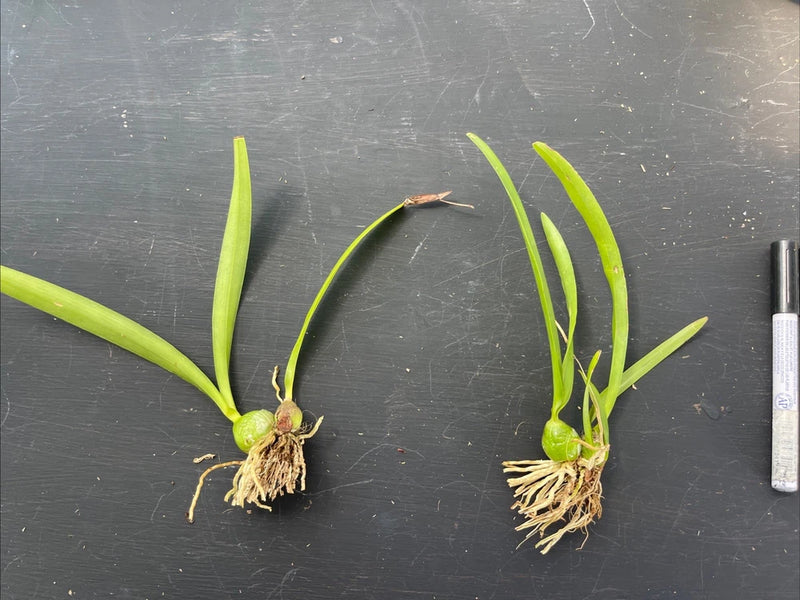 Orchid live Encyclia cordigera chocolate x corona - bare root Orchids