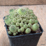 D7034 SULCOREBUTIA KRUEGERII pot7-H6-W8 cm MaMa Cactus Green Plant