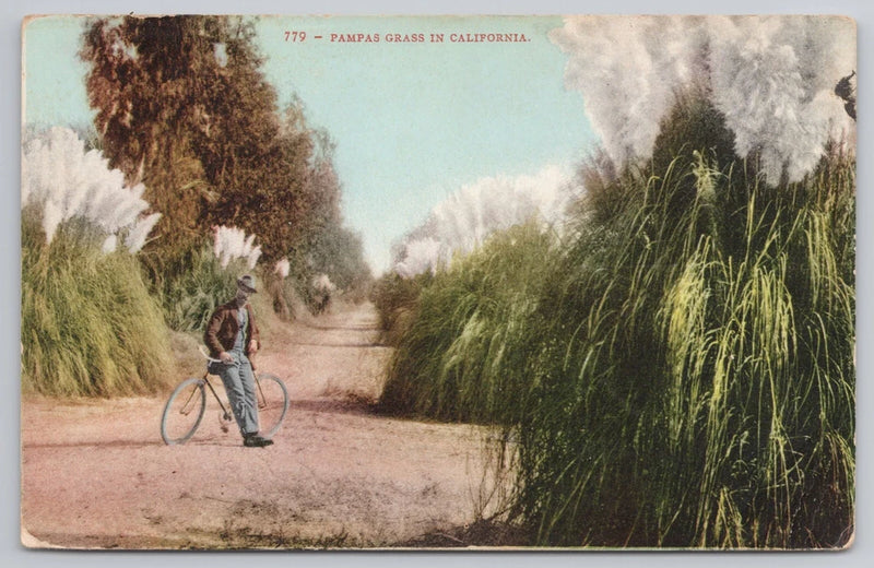 Pampas Grass in California Man Leaning on Bicycle Dirt Road 1909 Postcard Pampas Grass