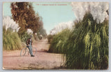 Pampas Grass in California Man Leaning on Bicycle Dirt Road 1909 Postcard Pampas Grass