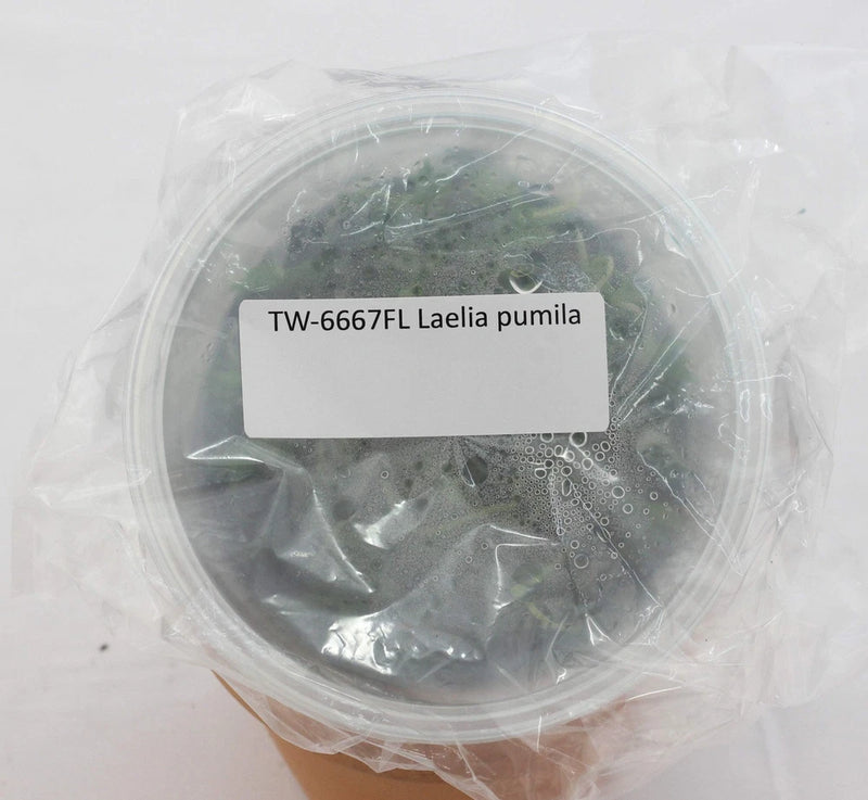 Laelia pumila orchid in clear sealed flask container with label