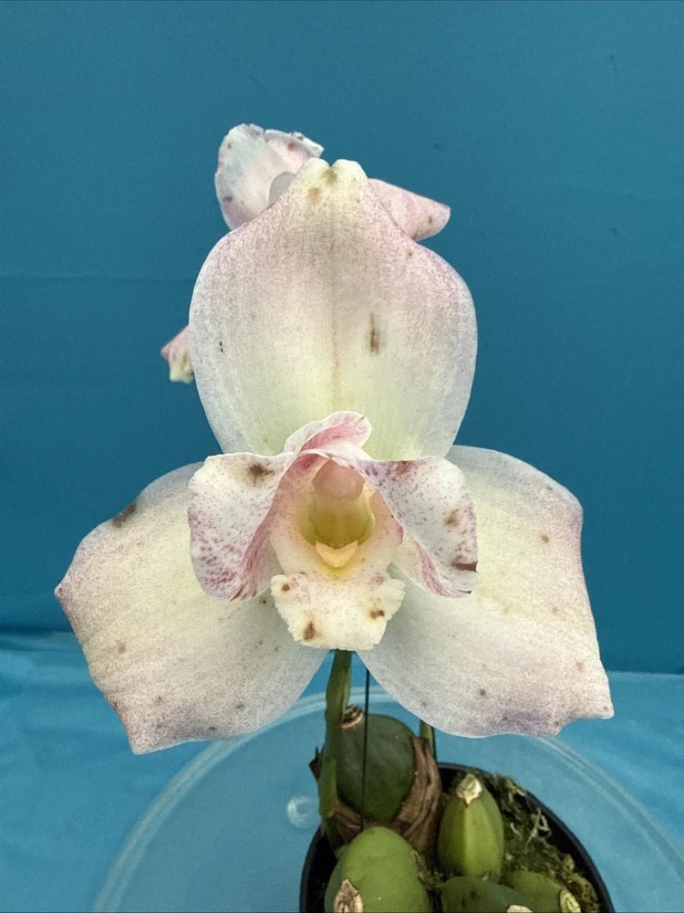 White and soft pink orchid flower with speckled petals in small pot