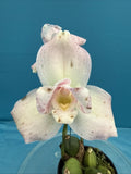 Lycaste ÔSoft PinkÕ White Red Exact BS One New Growth Orchid Hybrid 5.5Ó Pot Orchids