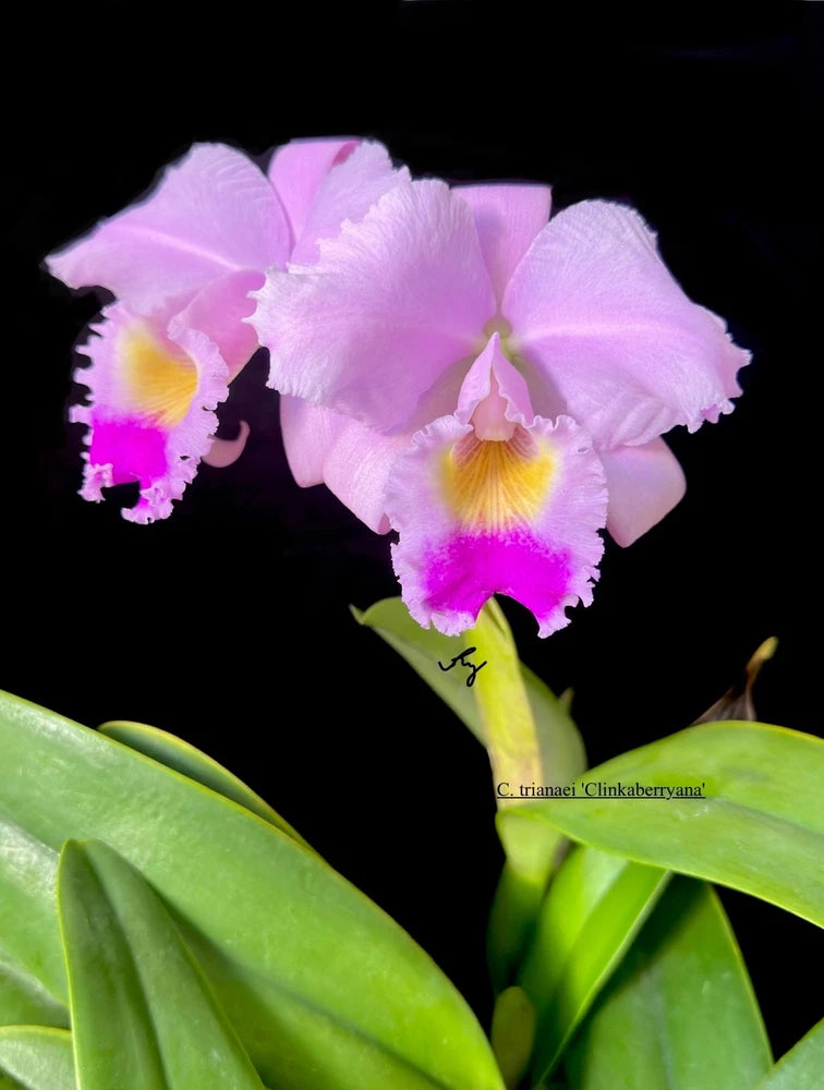 Light purple orchid with yellow lip, purple center, and green leaves