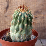 D2083 COPIAPOA HASELTONIANA GIGANTEA 15 YEARS OLD pot14-H13-W9 cm MaMa Cactus Green Plant