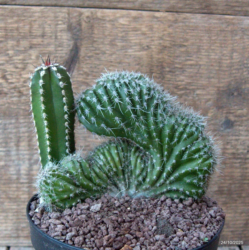 D7170 MARGINATOCEREUS MARGINATUS CRESTED pot14-H11-W14 cm MaMa Cactus Green Plant