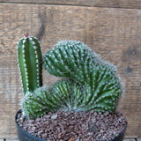 D7170 MARGINATOCEREUS MARGINATUS CRESTED pot14-H11-W14 cm MaMa Cactus Green Plant