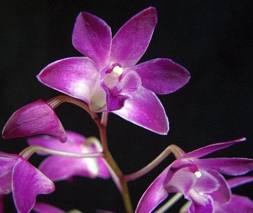 Purple orchid blossoms with pale centers, close-up on compact plant