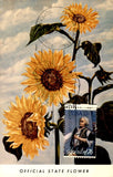 Kansas State Flower - Sunflower, 1903 Postcard Sunflower