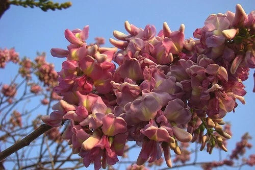Gliricidia Sepium 20 Seeds Flowering Medicinal Nitrogen Fixing Multipurpose Tree Flowering Plants