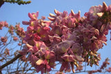 Gliricidia Sepium 20 Seeds Flowering Medicinal Nitrogen Fixing Multipurpose Tree Flowering Plants