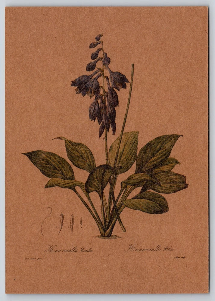 Botanical lily illustration print with dark plant and leaves on kraft paper background