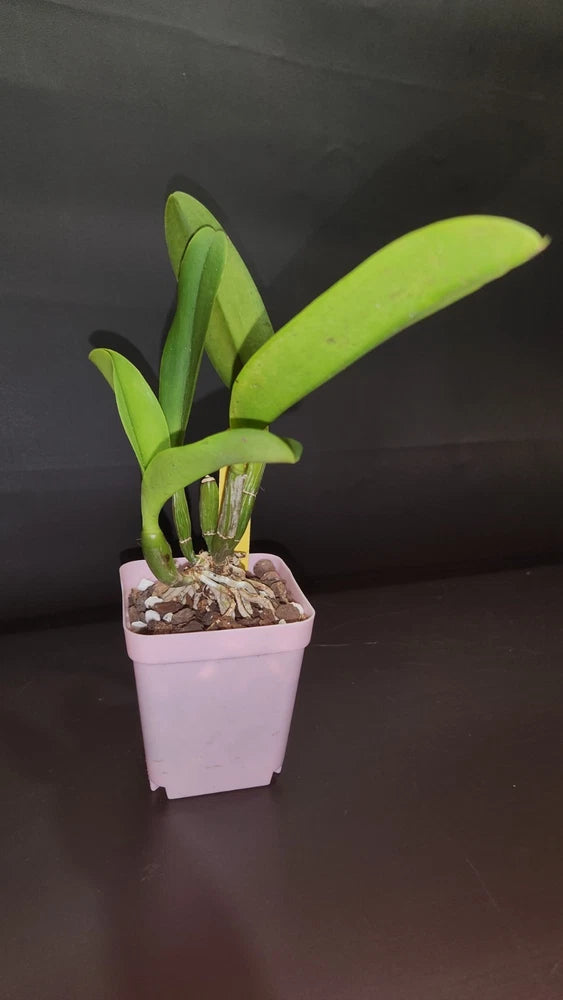 Orchid plant in small light-pink pot with upright green leaves