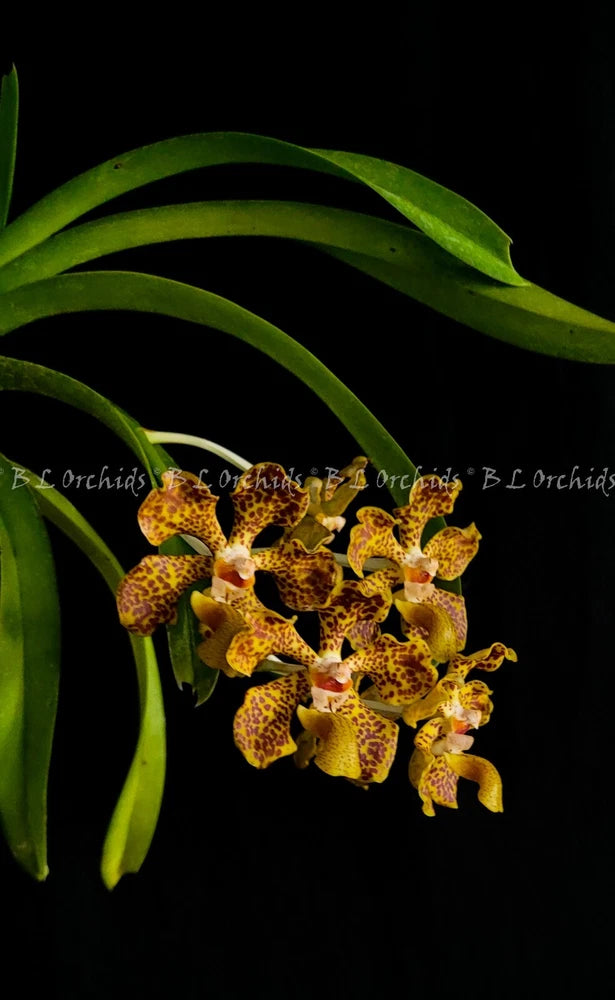 Orchid cluster with speckled yellow blooms and long green leaves