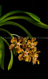 Vanda lombokensis Orchids