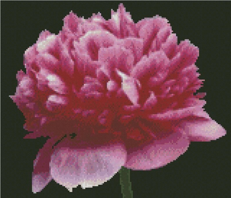 Pink peony flower counted cross stitch chart with detailed blossoms and petals