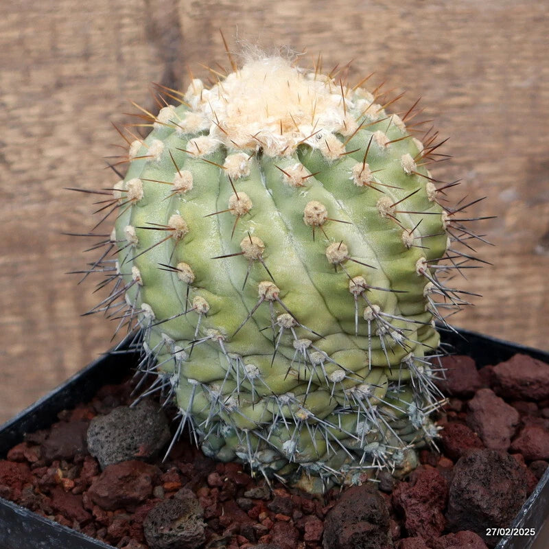 D3676 COPIAPOA TENEBROSA GRAFT pot14-H12-W9,5 cm MaMa Cactus Green Plant