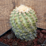 D3676 COPIAPOA TENEBROSA GRAFT pot14-H12-W9,5 cm MaMa Cactus Green Plant