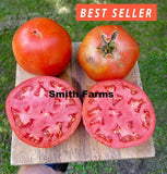 50+ Seeds Wood's Famous Brimmer Tomato Easy Vegetable Garden Planting Edible Garden Plants