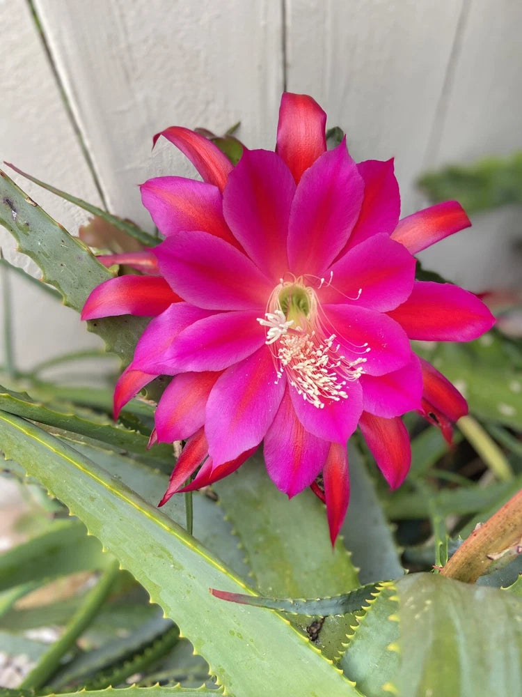 Epiphyllum cutting with vivid pink magenta bloom and green stems.
