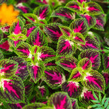 COLEUS Rainbow Mix 200 Seeds Shade, Garden, Floral Strain, Free Shipping & Track Garden Plants