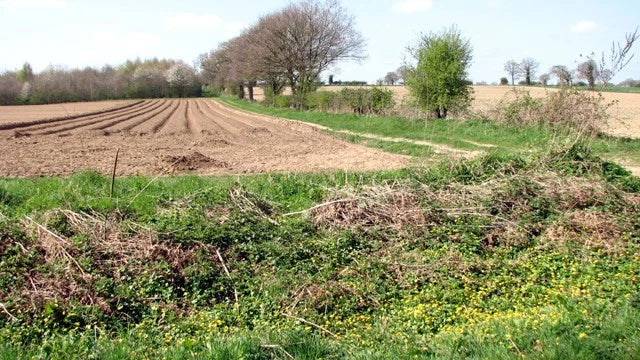 Photo 6x4 Ranunculus flowering in an overgrown ditch Rockland St Mary  c2017 Ranunculus