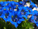 15 Blue STEMLESS GENTIAN Gentiana Acaulis Kochiana Flower Seeds *Comb S/H Flowering Plants