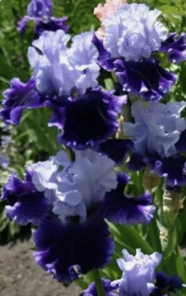 3 Magic Iris Beautiful Plant Rhizome Fragrant Flowers Perennial Organic Gift Mom Flowering Plants