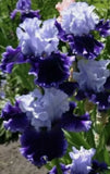 3 Magic Iris Beautiful Plant Rhizome Fragrant Flowers Perennial Organic Gift Mom Flowering Plants