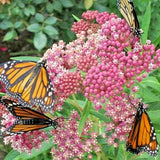 20 SWAMP MILKWEED SEEDS - Asclepias incarnata Flowering Plants