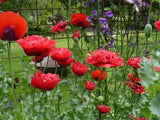 RED Wizard of OZ Mix Papaver Poppy Seeds 2000+  *Shelley aka PoppyQueen__ Garden Plants
