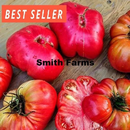 50+ Seeds Brobdingnagian Tomato Vegetable Garden Planting Tomatoes Garden Plants