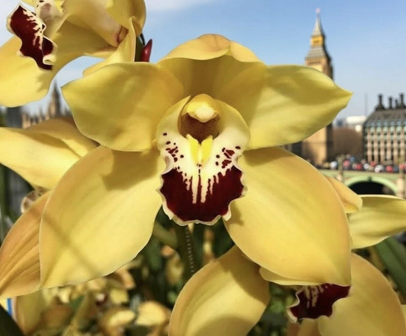 Yellow cymbidium orchid bloom with maroon center